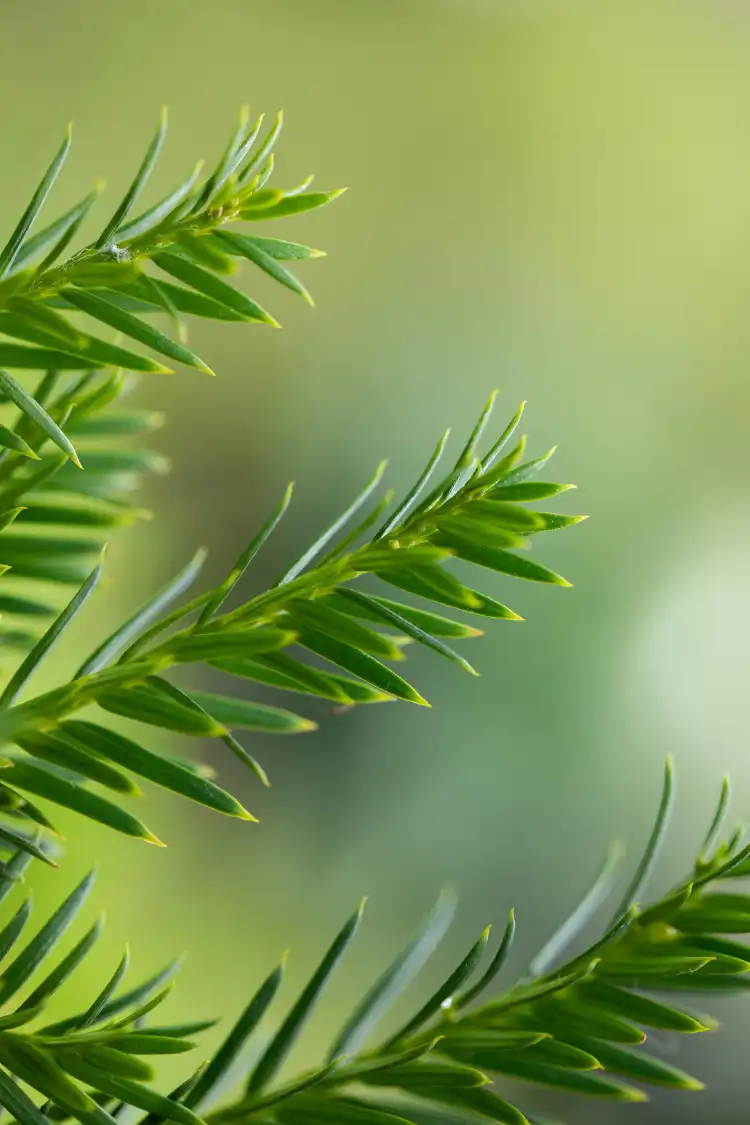 Europabarlind Taxus Baccata Krukke 40-80cm - Bilde 3