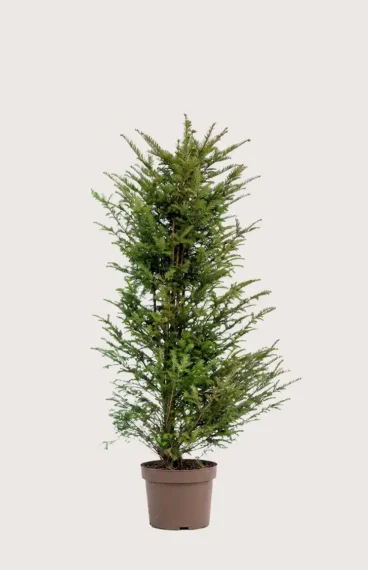 Europabarlind Taxus Baccata