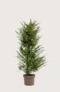Europabarlind Taxus Baccata