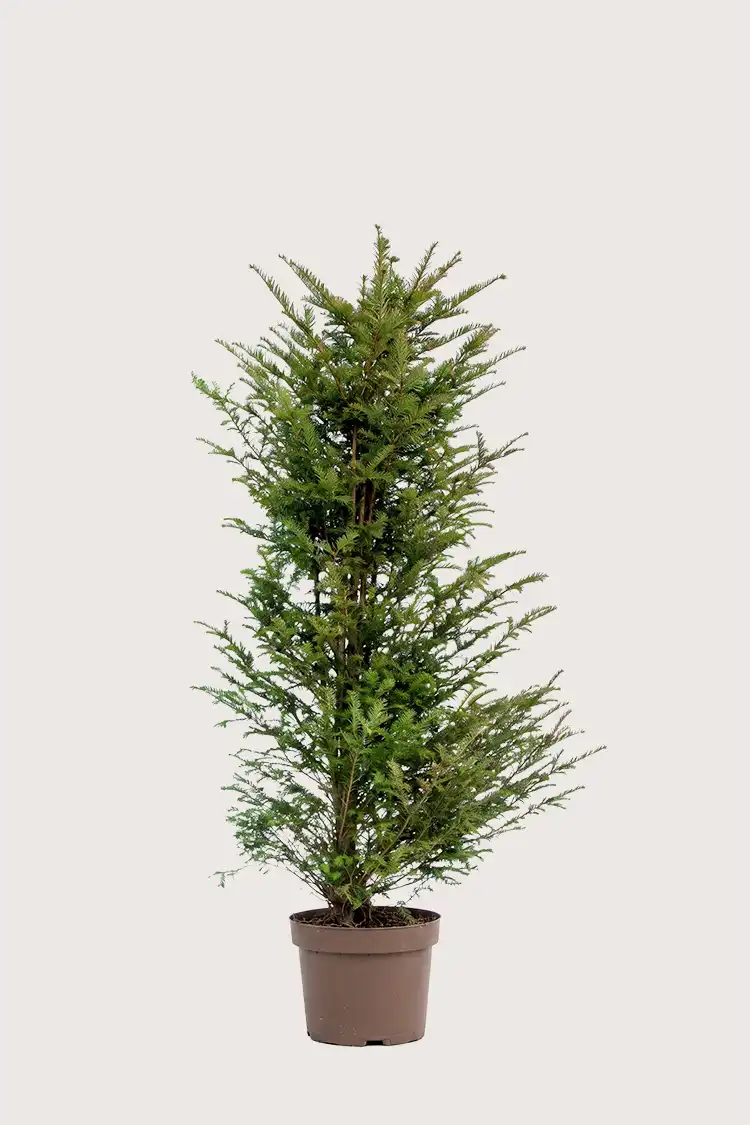 Europabarlind Taxus Baccata