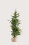 Europabarlind Taxus Baccata