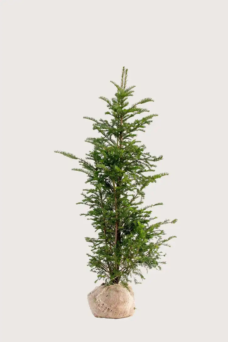 Europabarlind Taxus Baccata