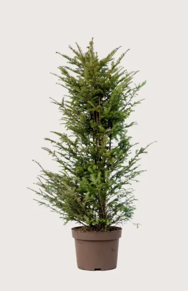 Europabarlind Taxus Baccata