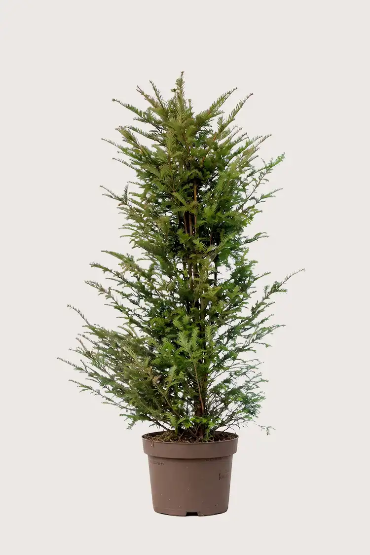 Europabarlind Taxus Baccata