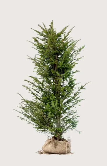 Europabarlind Taxus Baccata