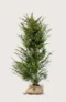 Europabarlind Taxus Baccata