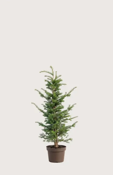 Europabarlind Taxus Baccata