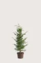 Europabarlind Taxus Baccata