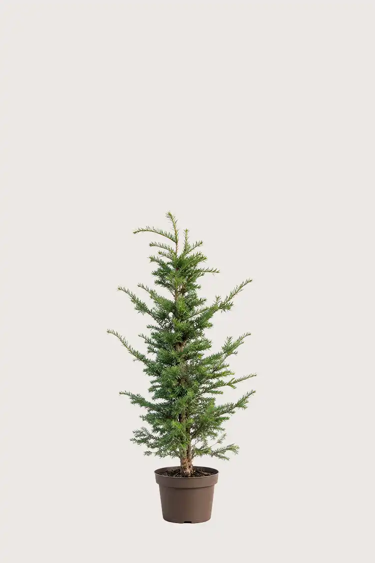 Europabarlind Taxus Baccata