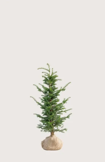Europabarlind Taxus Baccata