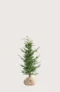 Europabarlind Taxus Baccata