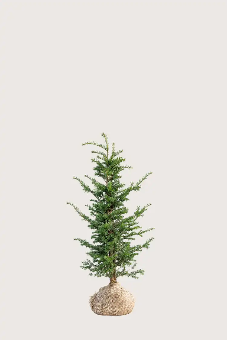 Europabarlind Taxus Baccata