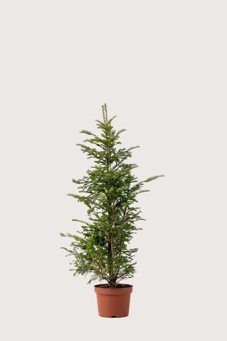 Europabarlind Taxus Baccata