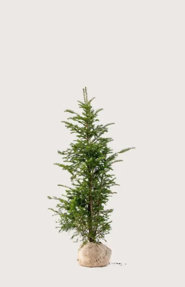 Europabarlind Taxus Baccata