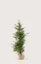 Europabarlind Taxus Baccata