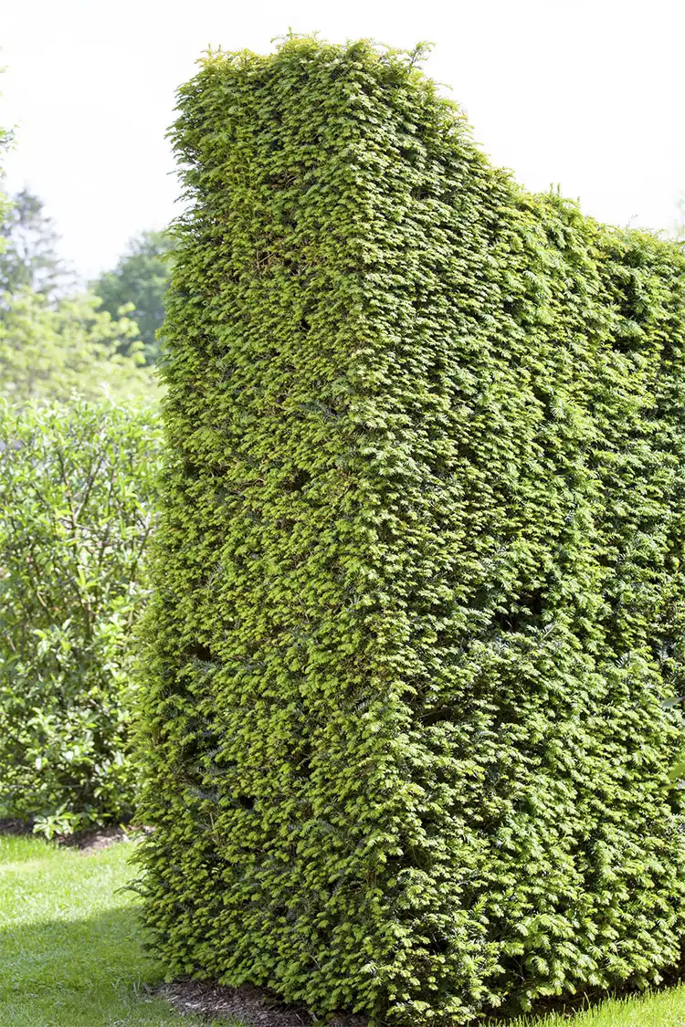 Europabarlind Taxus Baccata Krukke 40-80cm - Bilde 4