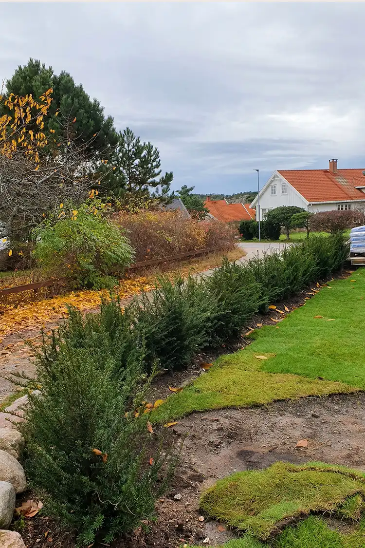 Europabarlind Taxus Baccata Krukke 40-80cm - Bilde 5