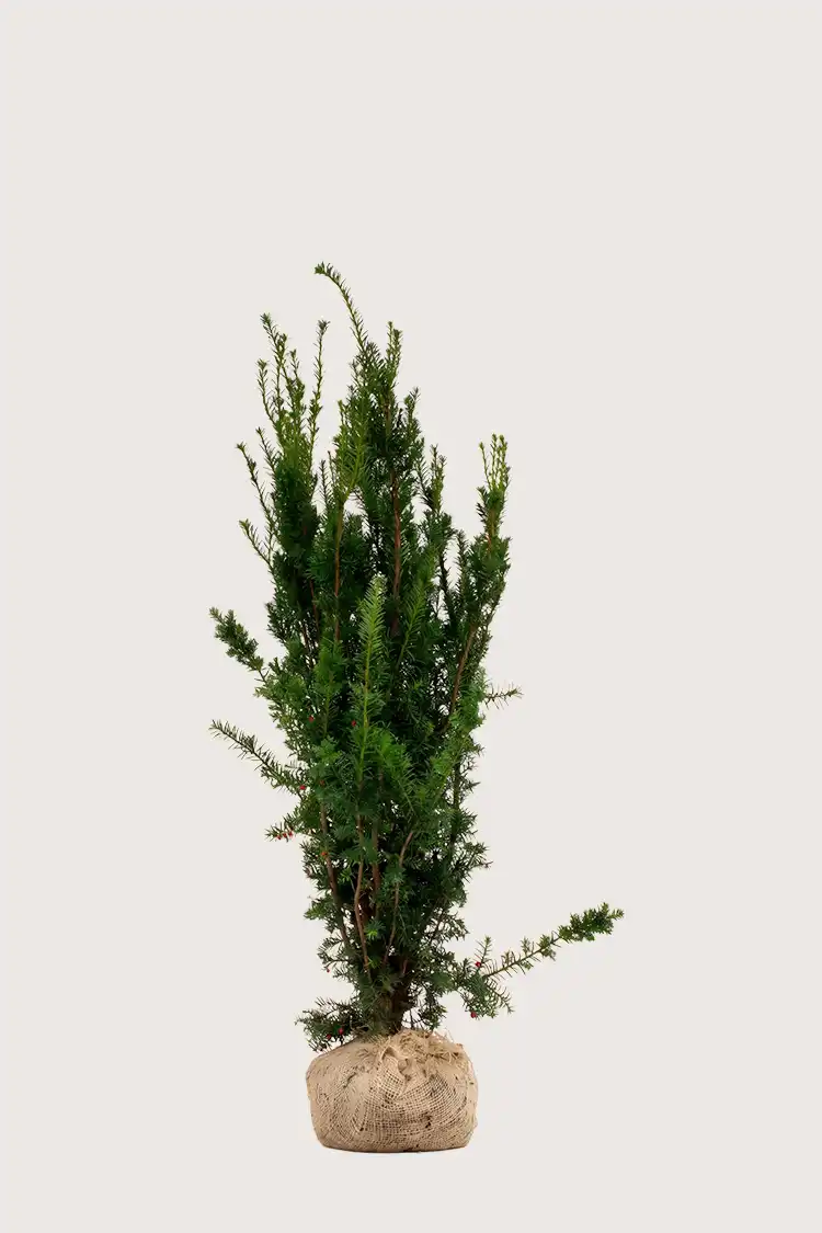 Hybridbarlind Hicksii