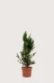 Hybridbarlind Hicksii