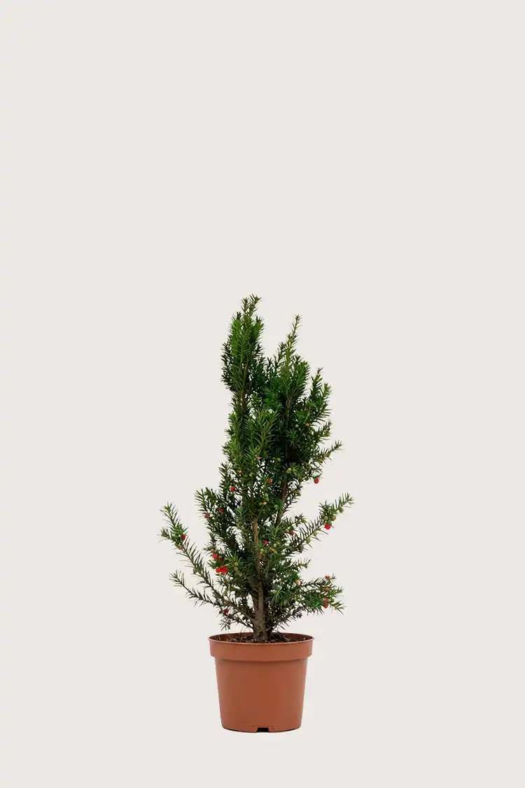 Hybridbarlind Hicksii