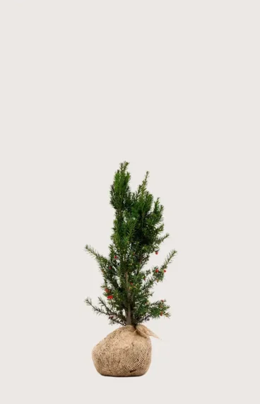 Hybridbarlind Hicksii