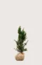Hybridbarlind Hicksii
