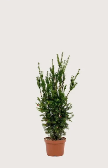Hybridbarlind Hicksii