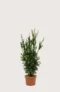 Hybridbarlind Hicksii