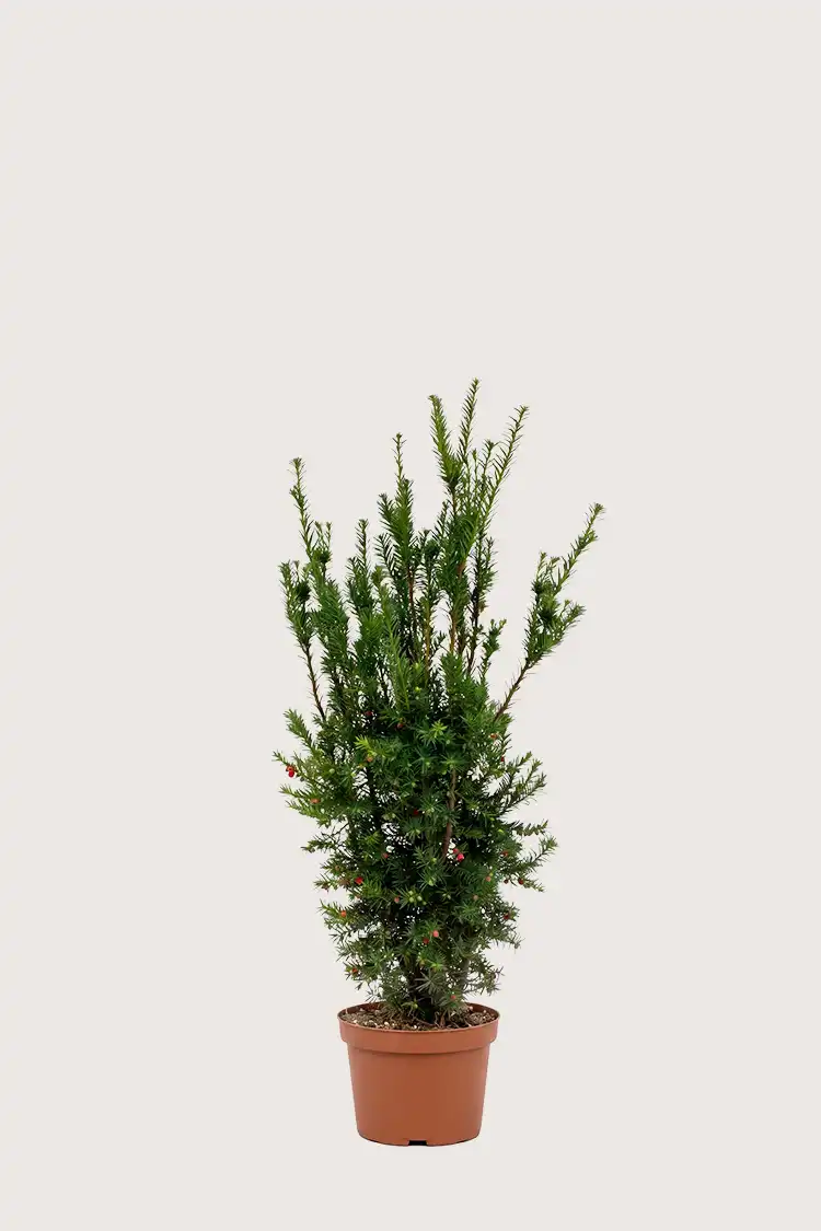 Hybridbarlind Hicksii