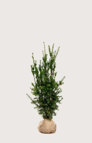Hybridbarlind Hicksii