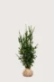Hybridbarlind Hicksii