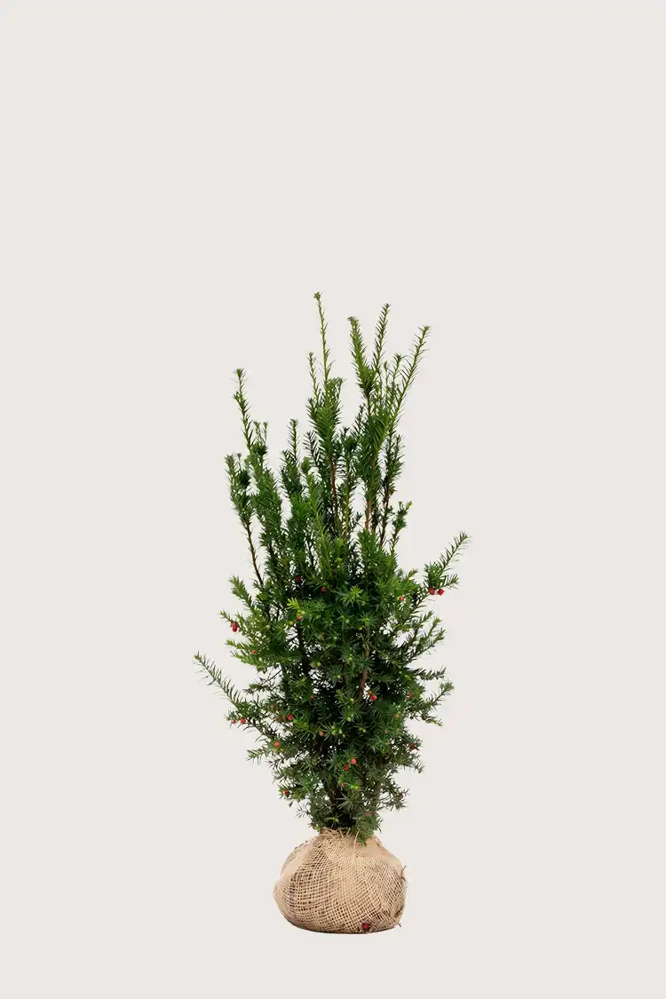 Hybridbarlind Hicksii
