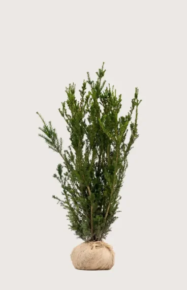 Hybridbarlind Hillii