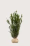 Hybridbarlind Hillii