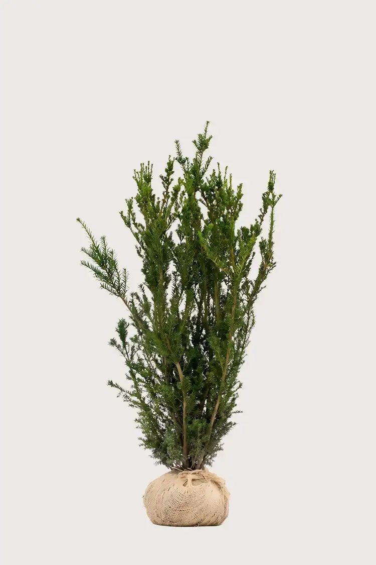 Hybridbarlind Hillii