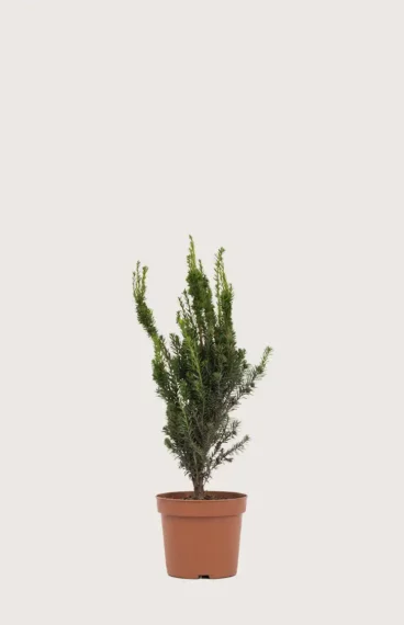 Hybridbarlind Hillii