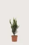 Hybridbarlind Hillii