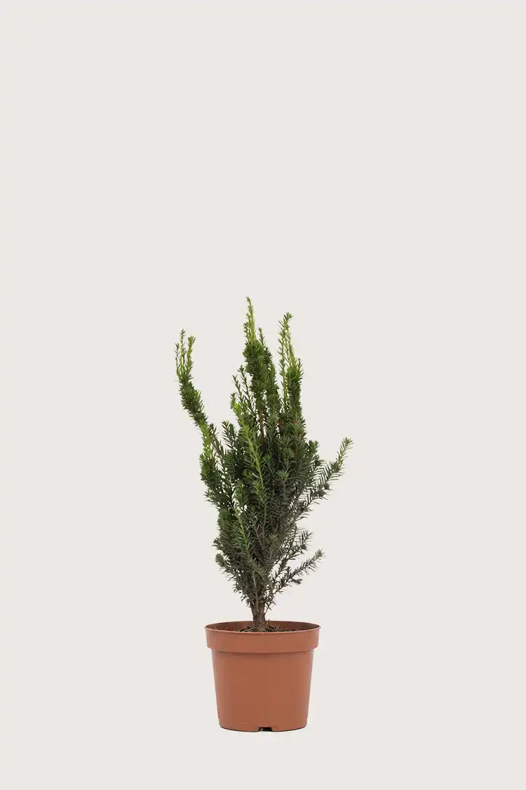 Hybridbarlind Hillii
