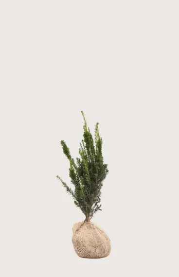 Hybridbarlind Hillii