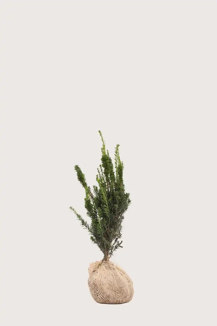 Hybridbarlind Hillii