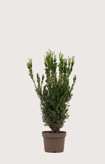 Hybridbarlind Hillii