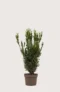 Hybridbarlind Hillii