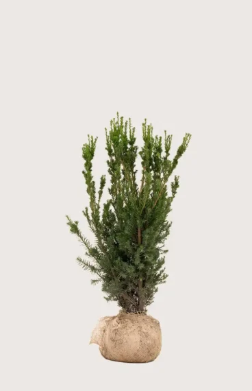 Hybridbarlind Hillii