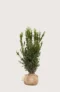 Hybridbarlind Hillii
