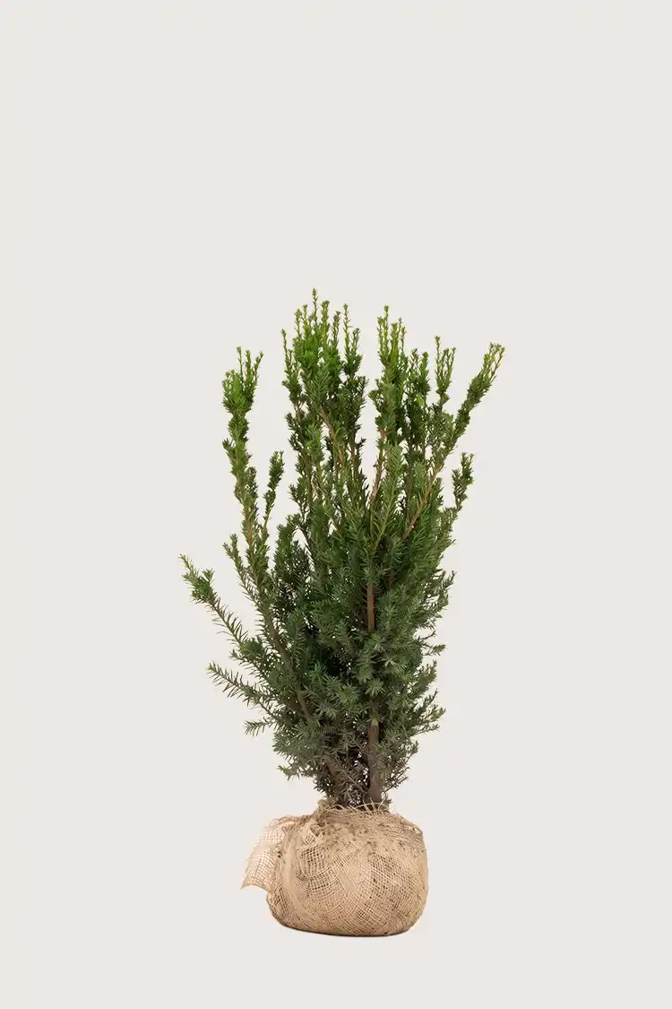 Hybridbarlind Hillii