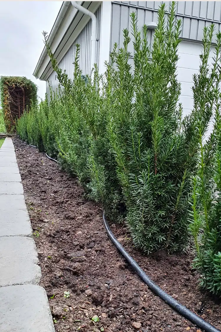 Hybridbarlind Hillii Rotklump 80-120cm - Bilde 5