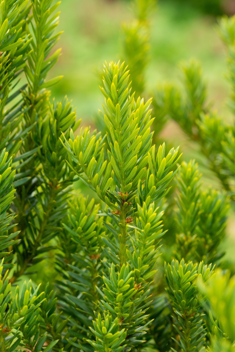 Hybridbarlind Hillii