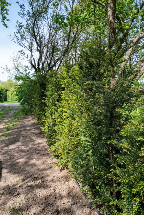 Europabarlind Taxus Baccata Krukke Budsjettpakke 100-140cm - Bilde 2