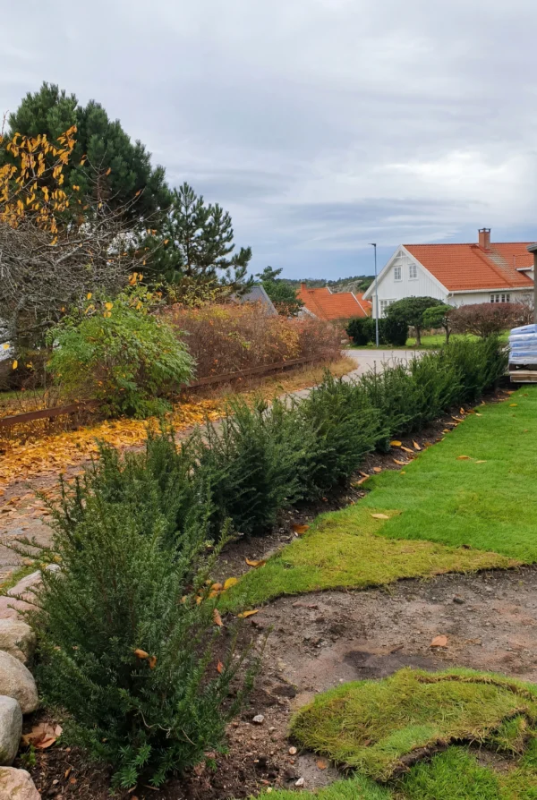 Europabarlind Taxus Baccata Krukke Budsjettpakke 100-140cm - Bilde 3