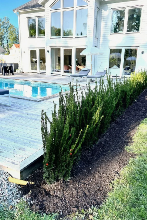 Hybridbarlind Hicksii Krukke Budsjettpakke 100-140cm - Bilde 2